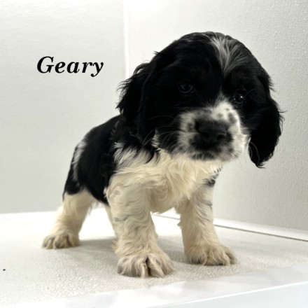 puppy, for, sale, Cocker Spaniel, Joe & Cherri  Overlease, dog, breeder, Miller, MO, dog-breeder, puppy-for-sale, forsale, nearby, find, puppyfind, locator, puppylocator, aca